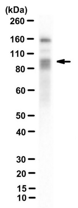MilliporeSigma DYRK1A, Mouse, Unlabeled, Clone: 8D9, 100&mu;L; Unlabeled:Antibodies,